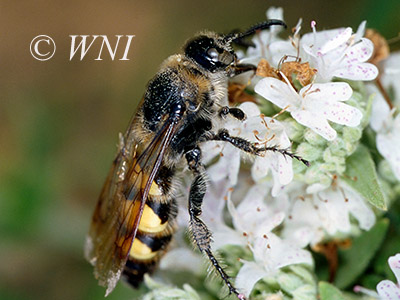 Feather-legged Scoliid Wasp (Dielis plumipes)